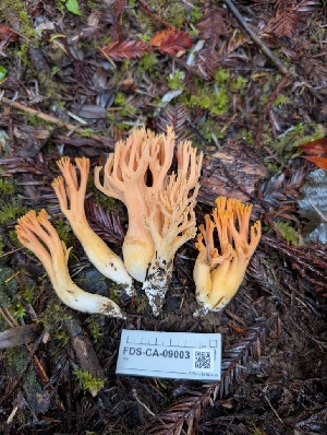  ( - FDS-CA-09003)  @11 [ ] by-nc (2024) Harte Singer Fungal Diversity Survey