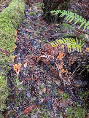  ( - FDS-CA-09003)  @11 [ ] by-nc (2024) Harte Singer Fungal Diversity Survey
