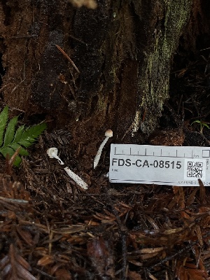  ( - FDS-CA-08515)  @11 [ ] by-nc (2024) Dean Lyons Fungal Diversity Survey