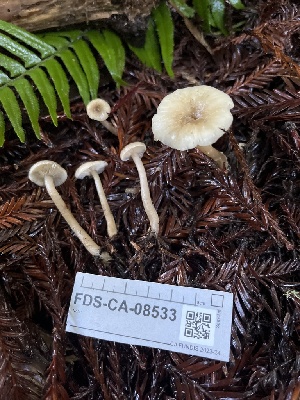  ( - FDS-CA-08533)  @11 [ ] by-nc (2024) Dean Lyons Fungal Diversity Survey