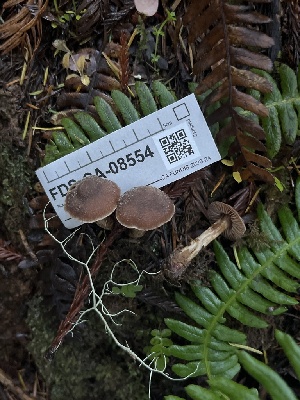  ( - FDS-CA-08554)  @11 [ ] by-nc (2024) Dean Lyons Fungal Diversity Survey