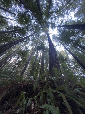  ( - FDS-CA-08554)  @11 [ ] by-nc (2024) Dean Lyons Fungal Diversity Survey
