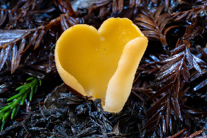  ( - FDS-CA-08534)  @11 [ ] by-nc (2024) Dean Lyons Fungal Diversity Survey