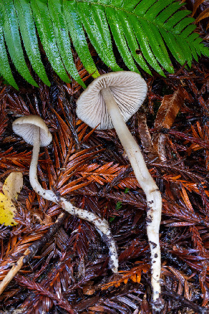  ( - FDS-CA-08549)  @11 [ ] by-nc (2024) Dean Lyons Fungal Diversity Survey