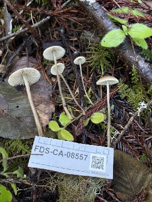  ( - FDS-CA-08557)  @11 [ ] by-nc (2024) Dean Lyons Fungal Diversity Survey