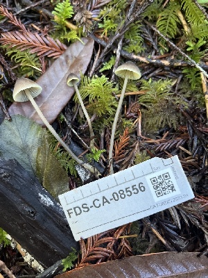  ( - FDS-CA-08556)  @11 [ ] by-nc (2024) Dean Lyons Fungal Diversity Survey