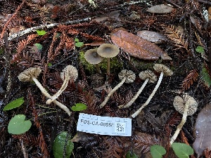  ( - FDS-CA-08558)  @11 [ ] by-nc (2024) Dean Lyons Fungal Diversity Survey