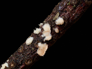  ( - FDS-CA-06628)  @11 [ ] by (2024) Justin Paulin Fungal Diversity Survey