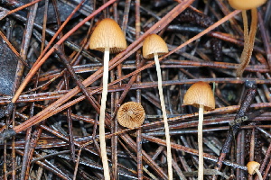  ( - FDS-CA-07581)  @11 [ ] c (2024) Marinna Grijalva Fungal Diversity Survey