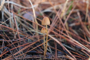  ( - FDS-CA-07581)  @11 [ ] c (2024) Marinna Grijalva Fungal Diversity Survey