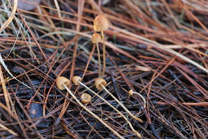  ( - FDS-CA-07581)  @11 [ ] c (2024) Marinna Grijalva Fungal Diversity Survey