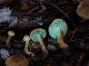  ( - FDS-CA-06632)  @11 [ ] by (2024) Justin Paulin Fungal Diversity Survey