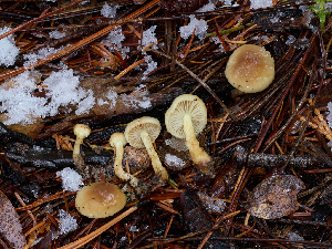  (Pholiota pulchella - FDS-CA-06632)  @11 [ ] by (2024) Justin Paulin Fungal Diversity Survey