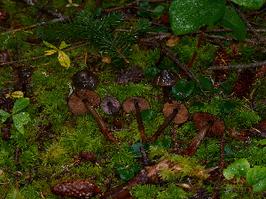  (Phaeocollybia sp. CA03 - FDS-CA-06635)  @11 [ ] by (2024) Justin Paulin Fungal Diversity Survey