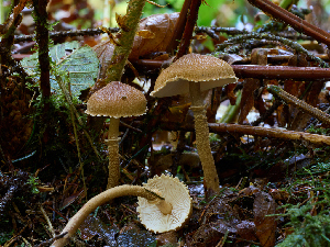  ( - FDS-CA-06638)  @11 [ ] by (2024) Justin Paulin Fungal Diversity Survey