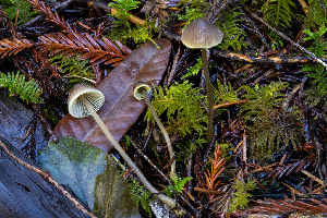  ( - FDS-CA-08556)  @11 [ ] by-nc (2024) Dean Lyons Fungal Diversity Survey
