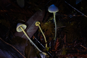  ( - FDS-CA-08556)  @11 [ ] by-nc (2024) Dean Lyons Fungal Diversity Survey