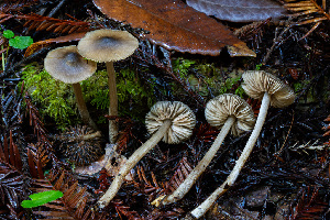  ( - FDS-CA-08558)  @11 [ ] by-nc (2024) Dean Lyons Fungal Diversity Survey