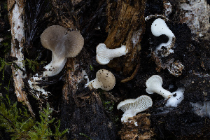  (Hohenbuehelia sp. auriscalpium-PNW03 - FDS-CA-08560)  @11 [ ] by-nc (2024) Dean Lyons Fungal Diversity Survey