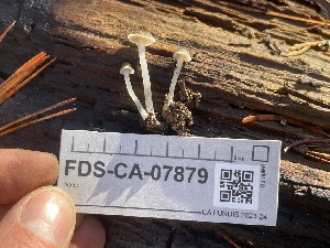  ( - FDS-CA-07879)  @11 [ ] by-nc (2024) Damon Tighe Fungal Diversity Survey