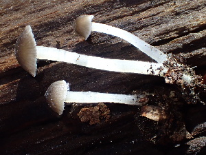  ( - FDS-CA-07879)  @11 [ ] by-nc (2024) Damon Tighe Fungal Diversity Survey