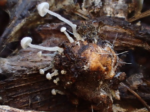  ( - FDS-CA-07892)  @11 [ ] by-nc (2024) Damon Tighe Fungal Diversity Survey