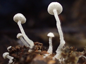  ( - FDS-CA-07892)  @11 [ ] by-nc (2024) Damon Tighe Fungal Diversity Survey
