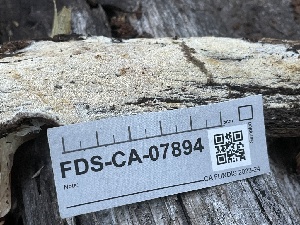  ( - FDS-CA-07894)  @11 [ ] by-nc (2024) Damon Tighe Fungal Diversity Survey