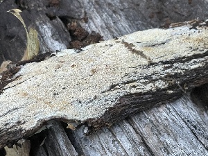 (Gloeodontia sp. CA01 - FDS-CA-07894)  @11 [ ] by-nc (2024) Damon Tighe Fungal Diversity Survey