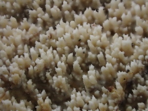  ( - FDS-CA-07894)  @11 [ ] by-nc (2024) Damon Tighe Fungal Diversity Survey