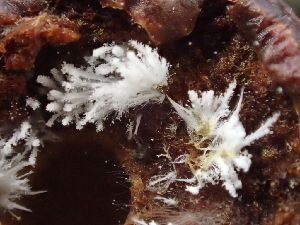  (Penicillium glandicola - FDS-CA-07847)  @11 [ ] by-nc (2024) Damon Tighe Fungal Diversity Survey