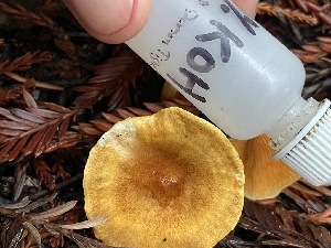  ( - FDS-CA-07848)  @11 [ ] by-nc (2024) Damon Tighe Fungal Diversity Survey