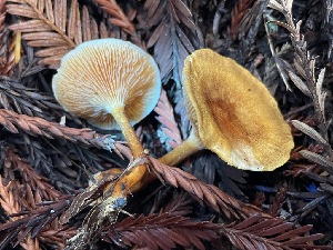  ( - FDS-CA-07848)  @11 [ ] by-nc (2024) Damon Tighe Fungal Diversity Survey