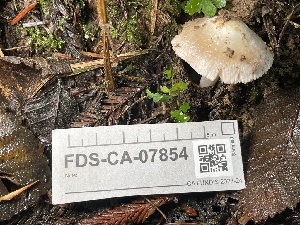  ( - FDS-CA-07854)  @11 [ ] by-nc (2024) Damon Tighe Fungal Diversity Survey