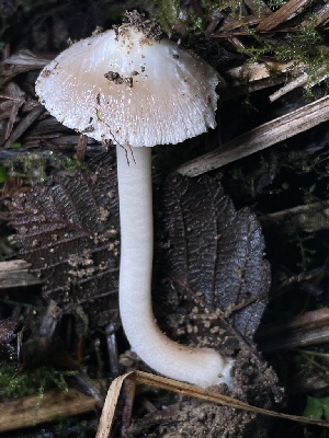  (Inocybe albodisca - FDS-CA-07854)  @11 [ ] by-nc (2024) Damon Tighe Fungal Diversity Survey