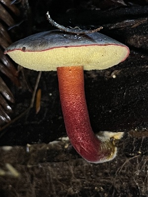  ( - FDS-CA-07856)  @11 [ ] by-nc (2024) Damon Tighe Fungal Diversity Survey