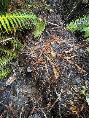  ( - FDS-CA-07856)  @11 [ ] by-nc (2024) Damon Tighe Fungal Diversity Survey
