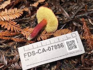  ( - FDS-CA-07856)  @11 [ ] by-nc (2024) Damon Tighe Fungal Diversity Survey