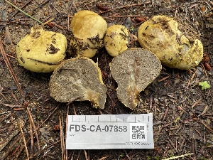  ( - FDS-CA-07858)  @11 [ ] by-nc (2024) Damon Tighe Fungal Diversity Survey