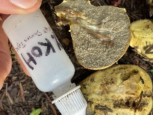 ( - FDS-CA-07858)  @11 [ ] by-nc (2024) Damon Tighe Fungal Diversity Survey