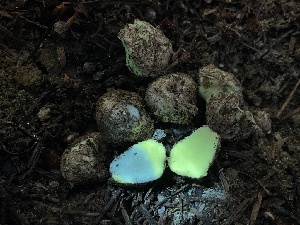  ( - FDS-CA-07863)  @11 [ ] by-nc (2024) Damon Tighe Fungal Diversity Survey