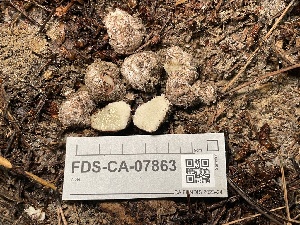  ( - FDS-CA-07863)  @11 [ ] by-nc (2024) Damon Tighe Fungal Diversity Survey