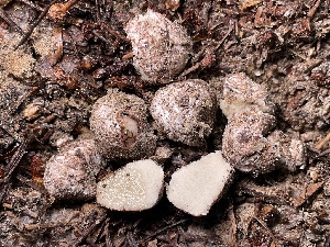  ( - FDS-CA-07863)  @11 [ ] by-nc (2024) Damon Tighe Fungal Diversity Survey