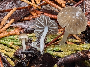  ( - FDS-CA-06933)  @11 [ ] by-nc (2024) Stu Pickell Fungal Diversity Survey