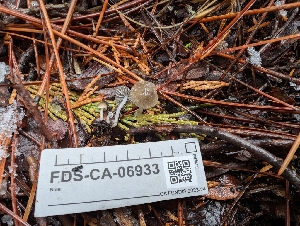  ( - FDS-CA-06933)  @11 [ ] by-nc (2024) Stu Pickell Fungal Diversity Survey