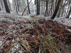  ( - FDS-CA-06933)  @11 [ ] by-nc (2024) Stu Pickell Fungal Diversity Survey