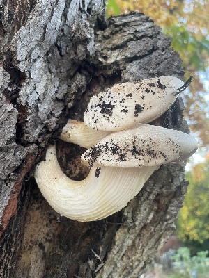  ( - FDS-CA-07896)  @11 [ ] by-nc (2024) Damon Tighe Fungal Diversity Survey