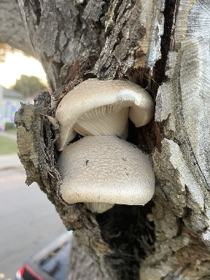  ( - FDS-CA-07896)  @11 [ ] by-nc (2024) Damon Tighe Fungal Diversity Survey