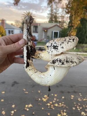  ( - FDS-CA-07896)  @11 [ ] by-nc (2024) Damon Tighe Fungal Diversity Survey