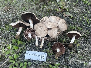  ( - FDS-CA-08527)  @11 [ ] by-nc (2024) Dean Lyons Fungal Diversity Survey